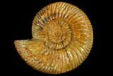 Fossil Ammonite (Parkinsonia) - Dorset, England #117153-1